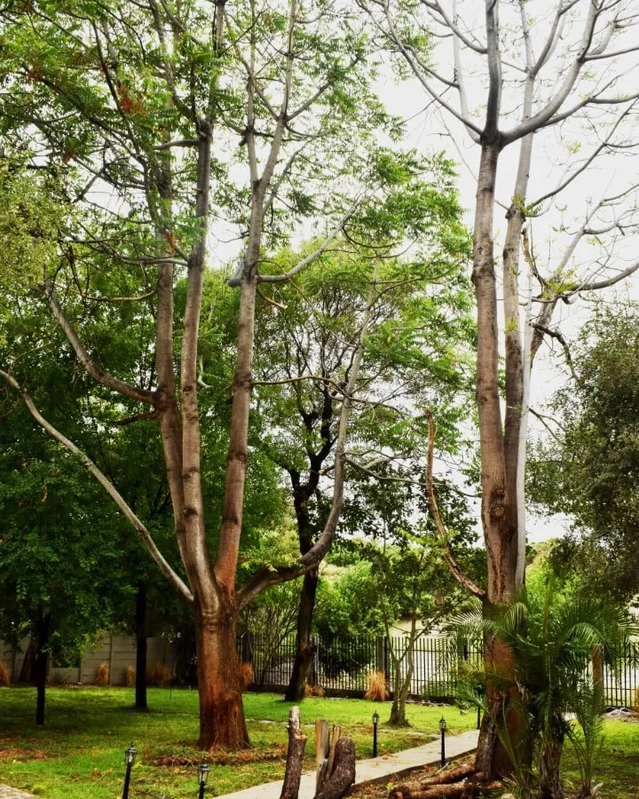 Tall shade trees in the garden