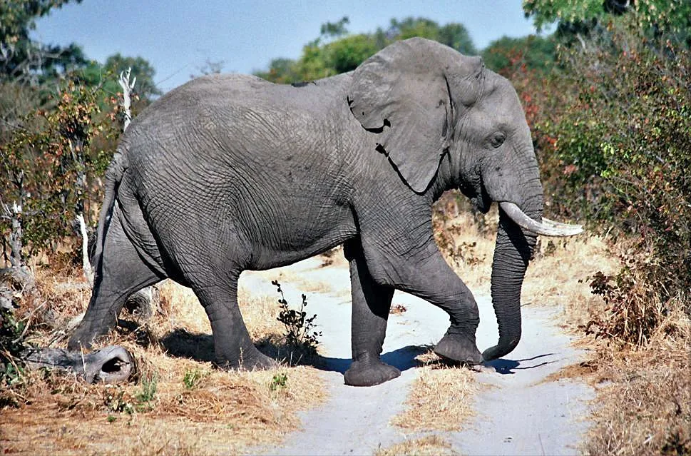 An elephant in Moremi Game Reserve, Botswana