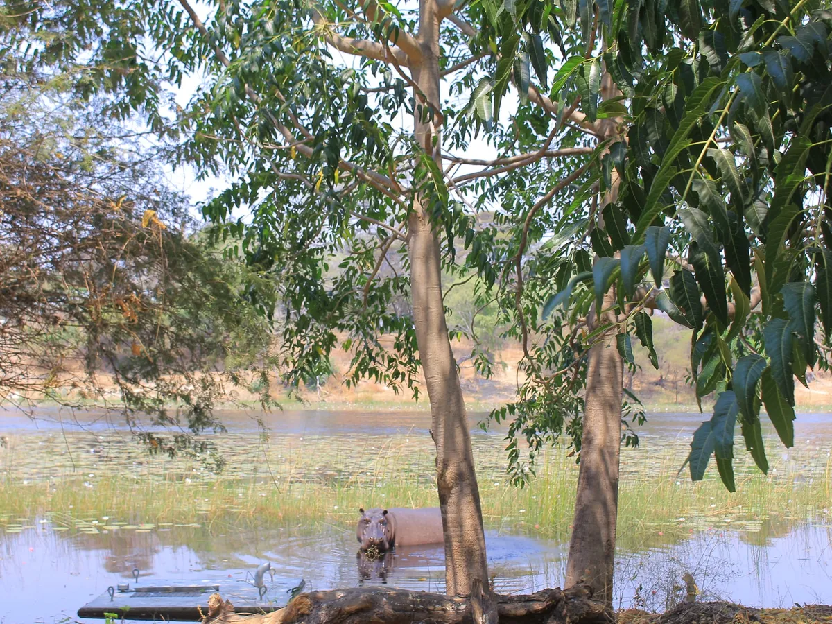 A hippo in the Thamalakane River, seen from the property