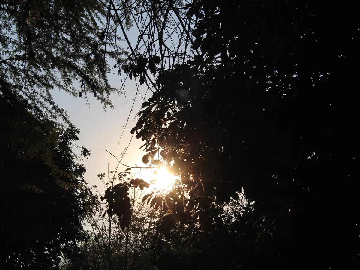 The sun through the trees in the garden